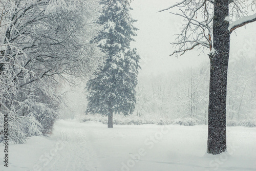 Walk through the snowy winter forest in a blizzard, beautiful scenery