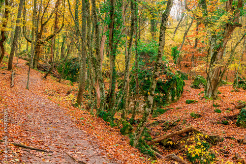 Beautiful autumn landscape in a forest on a mountainside