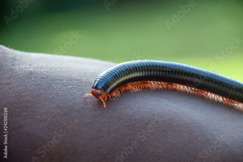 Archispirostreptus gigas, Tausenfüßler, Hand, Lang, Beine, Kenia, Afrika, Insekt, Orange photo