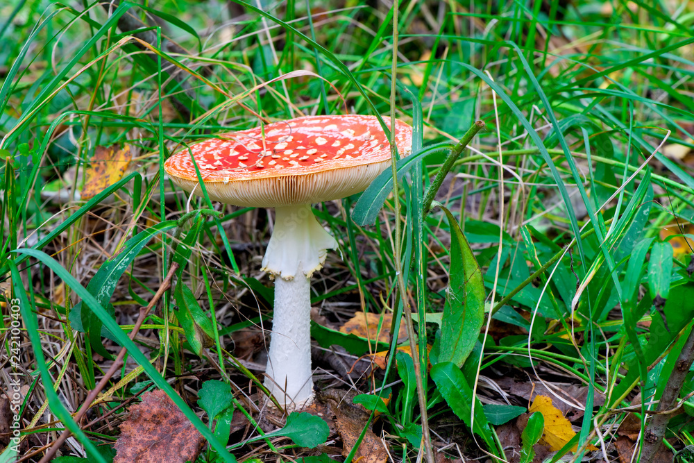 closeup poisonous bright amanita on a glade in the forest closeup poisonous bright amanita on a glade in the forest
