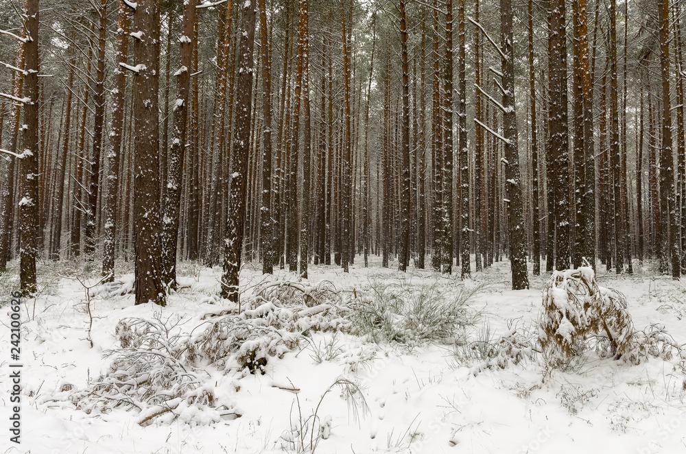 A forest at wintertime with snow-covered trees. A forest at wintertime with snow-covered trees.
