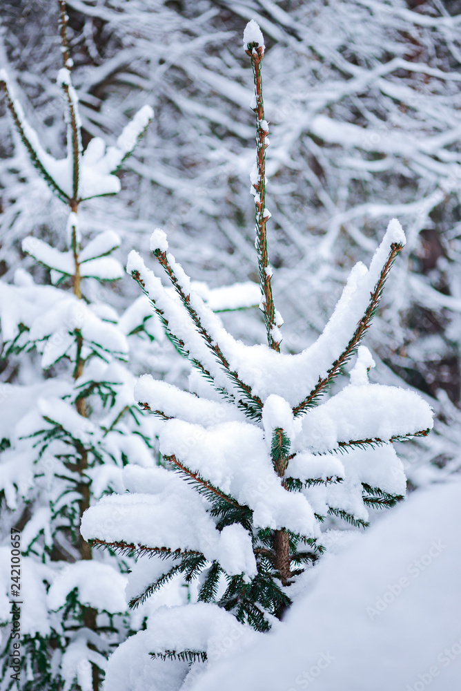 snow covered Christmas trees. winter forest