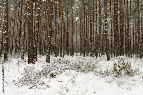 A forest at wintertime with snow-covered trees.