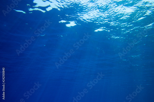Tranquil underwater scene with copy space © Pakhnyushchyy