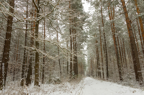 A path through the woods in a snow-covered forest in winter 3.