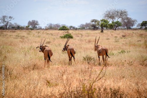 Pirsch  Gazelle im Tsavo East National Park  Gazella  Animali  Afrika  Tsavo East  Dschungel