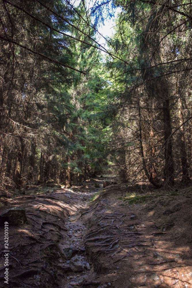 Wald mit blick aufs Tal, Harz, Brocken, Bäume, baum, Wald, Himmel, Schatten