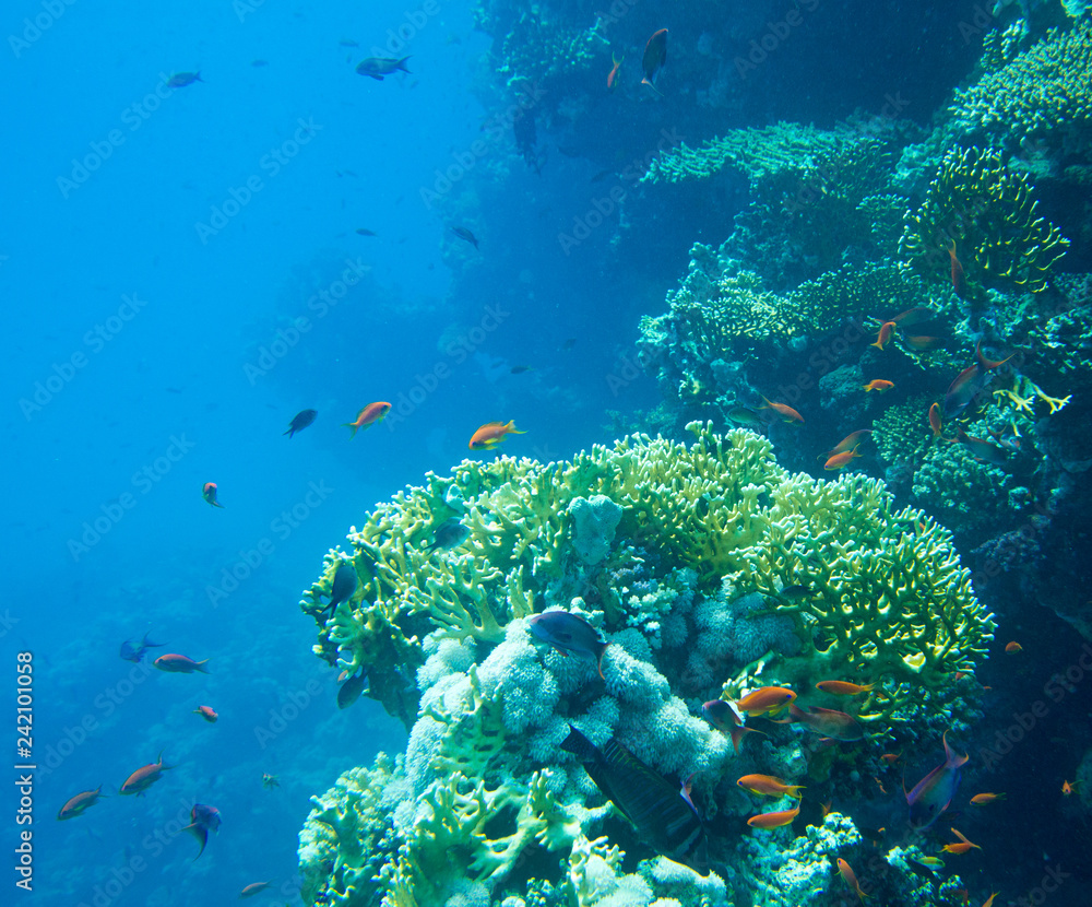 Fototapeta premium Tranquil underwater scene with copy space