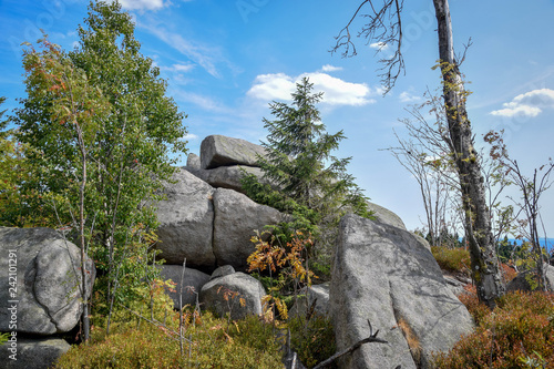 Wald mit blick aufs Tal, Harz, Brocken, Bäume, baum, Wald, Jahre photo