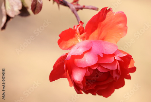 red flower on yellowish background