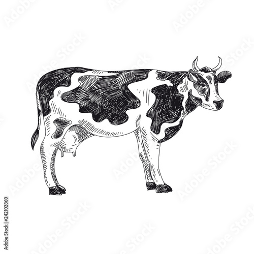 Beautiful vector hand drawn dairy Illustration.
