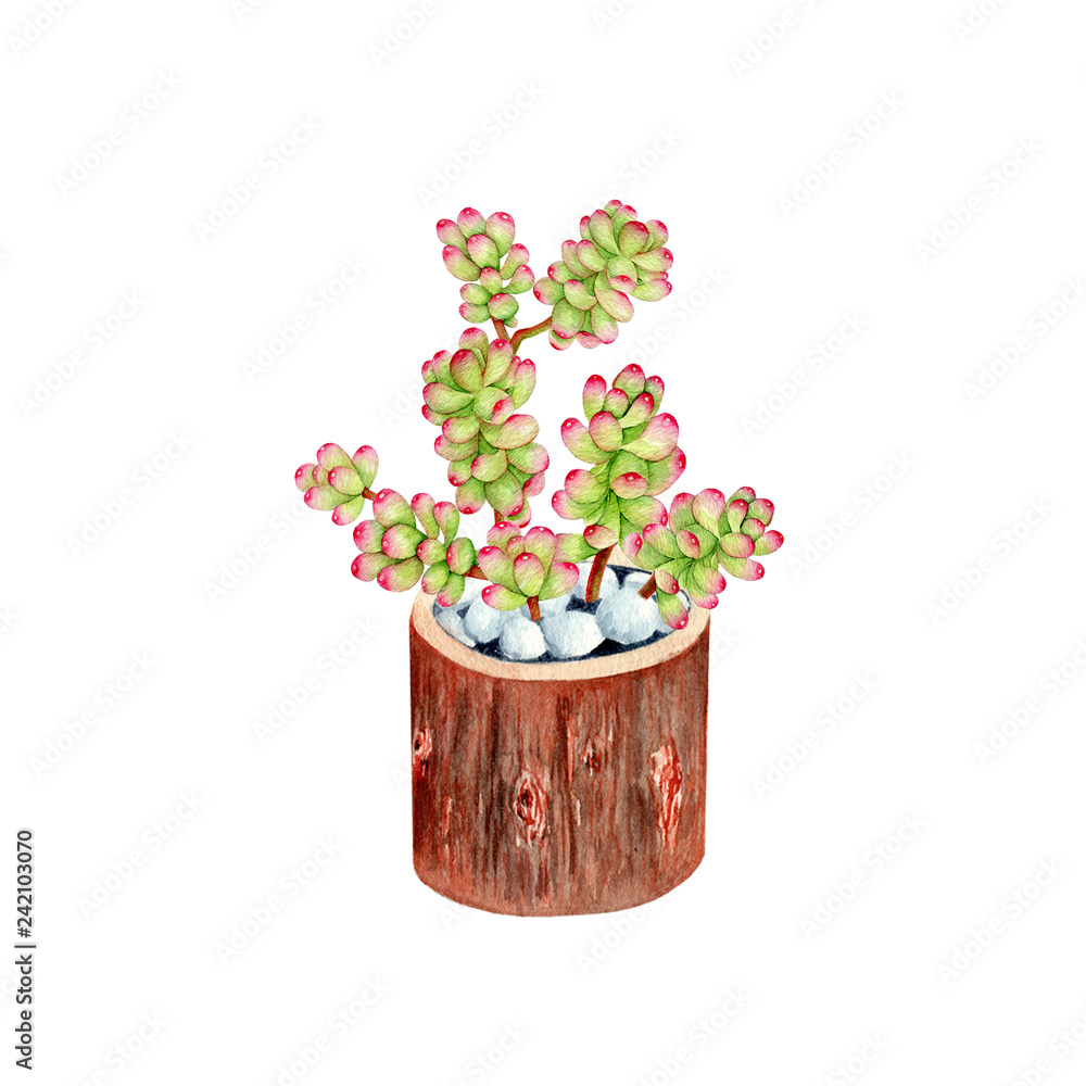 succulents plants,watercolor illustration, hand drawing, botanical painting. Watercolor illustration with cactus in flower pot on white background