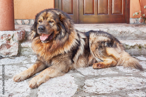Yugoslavian Shepherd Dog or Illyrian Shepherd dog photo