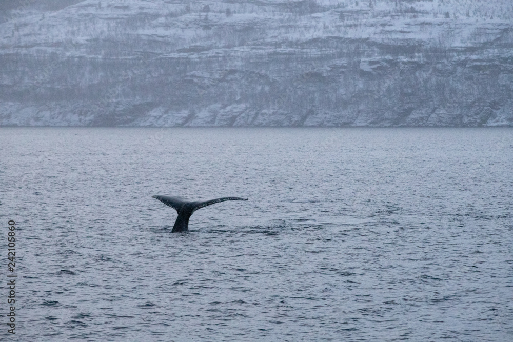 Fototapeta premium TRØMSO, Nord Norwegen | Polar- Kruezfahrten