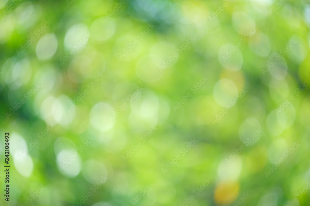 Obraz premium Sunlight green bio background, abstract blurred foliage sun light. Organic design nature abstract background with copyspace for text advertising design. Blur nature image in sunshine and bokeh effect