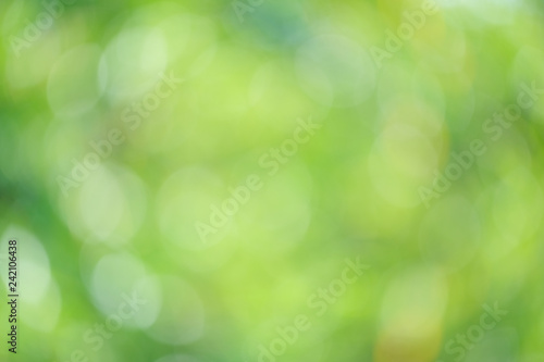 Sunlight green bio background, abstract blurred foliage sun light. Organic design nature abstract background with copyspace for text advertising design. Blur nature image in sunshine  and bokeh effect