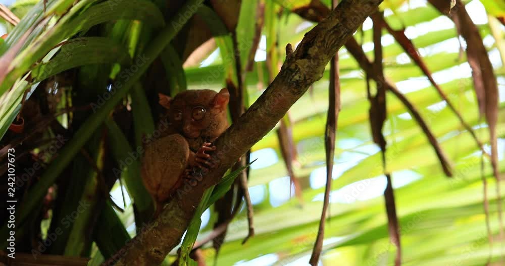 tarsier in a tree, philippines tarsier in a tree, philippines