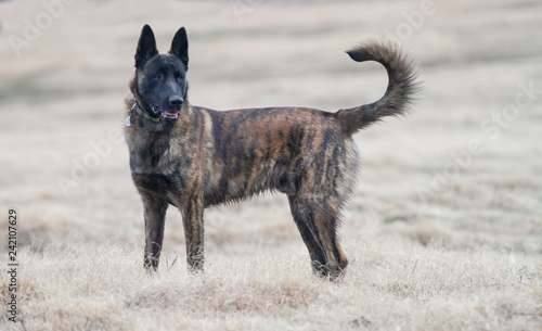 Fotografie Dutch Shepherd Dog or Belgian Malinois K9 standing alert