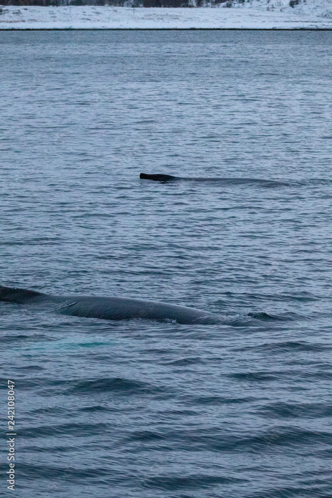 Obraz premium TRØMSO, Nord Norwegen | Polar- Kruezfahrten