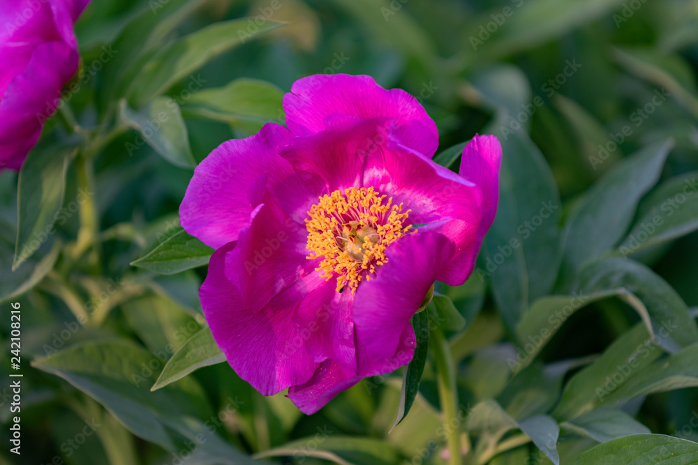 Fototapeta premium Large pink Chinese peony flower in yellow sunlight