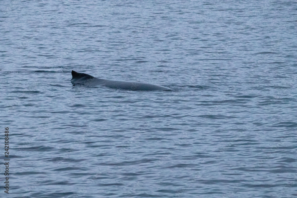Fototapeta premium TRØMSO, Nord Norwegen | Polar- Kruezfahrten