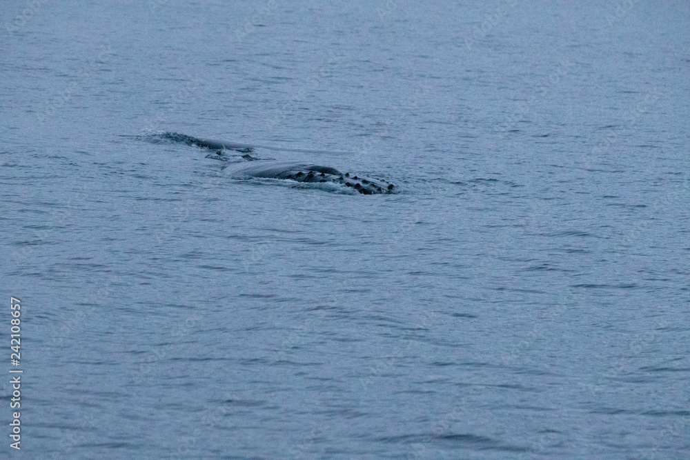 Obraz premium TRØMSO, Nord Norwegen | Polar- Kruezfahrten