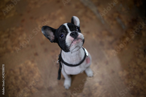 puppy french bulldog