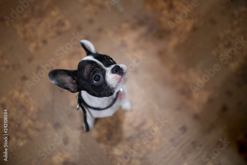 Fototapeta Naklejka Na Ścianę i Meble -  puppy french bulldog