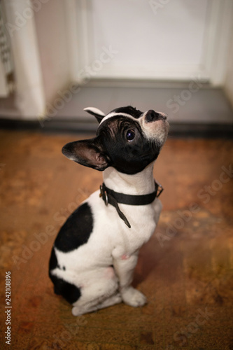 puppy french bulldog