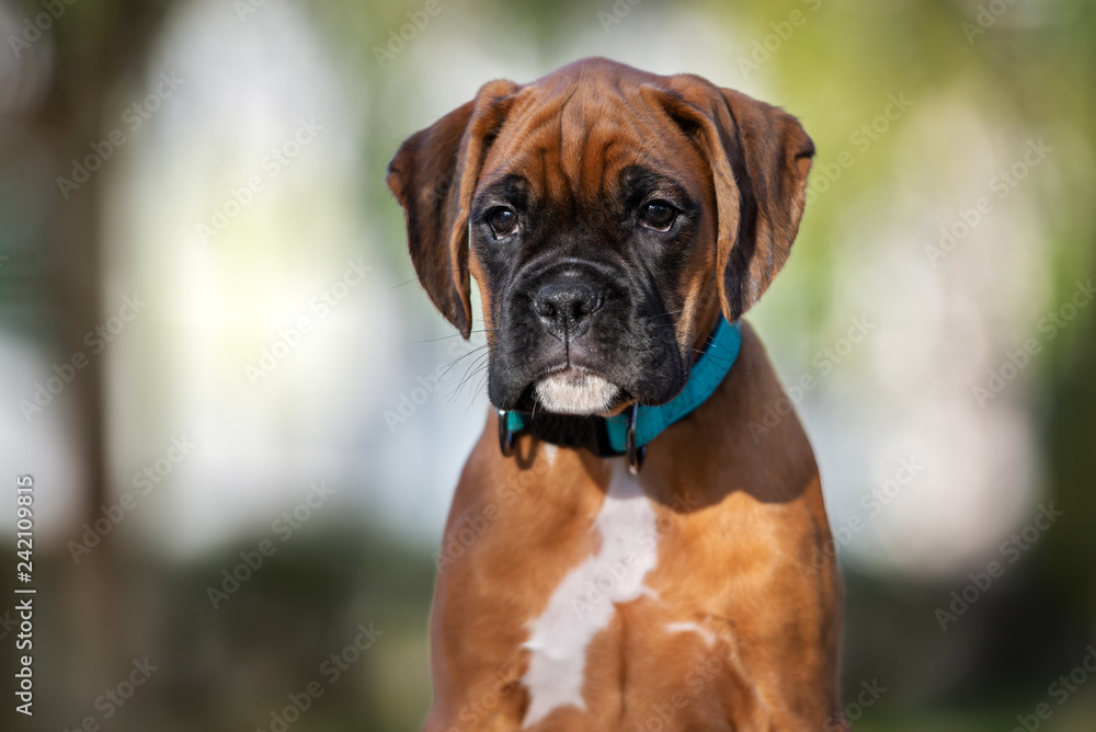 red german boxer puppy outdoors