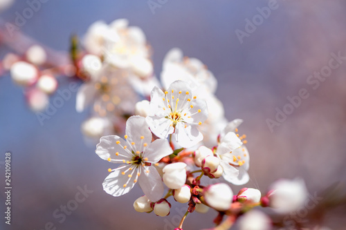 Cherry blossom in spring for background or copy space