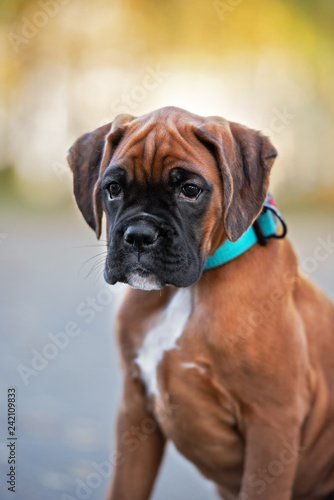 red german boxer puppy outdoors © otsphoto