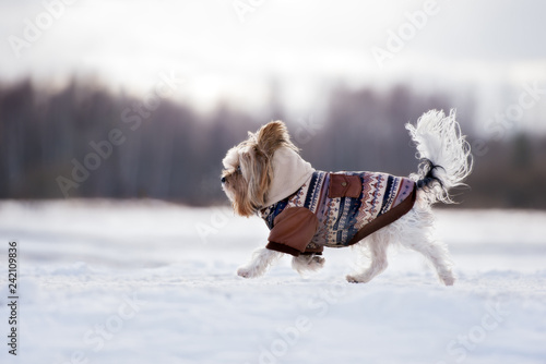 Fototapeta Naklejka Na Ścianę i Meble -  adorable yorkshire terrier dog walking in winter jacket