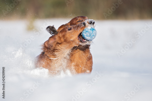 two dachshund dogs playing in the snow together