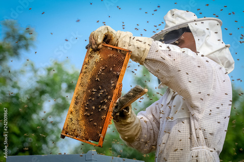 Beekeeper Controlling Colony And Bees