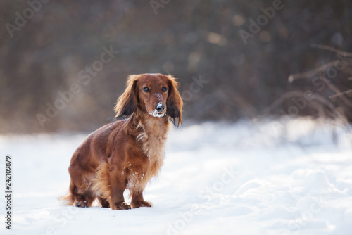 Fototapeta Naklejka Na Ścianę i Meble -  long haired dachshund dog posing outdoors in winter