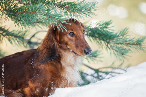 Fototapeta Naklejka Na Ścianę i Meble -  long haired dachshund dog posing outdoors in winter