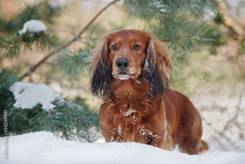 long haired dachshund dog posing outdoors in winter