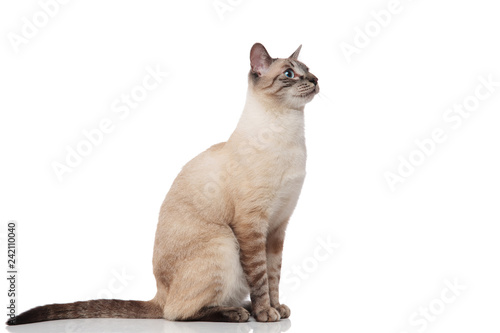 Canvastavla side view of seated burmese cat with blue eyes