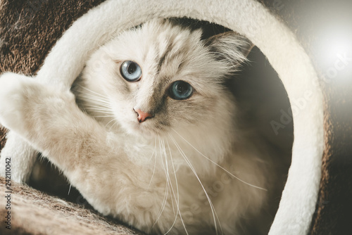 Fototapeta Naklejka Na Ścianę i Meble -  Portrait of beautiful sacred cat of burma