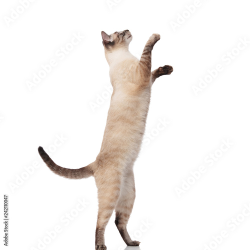 side view of lovely burmese cat jumping on back legs