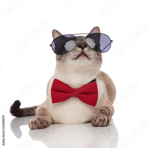 lovely elegant cat with sunglasses resting and looking up
