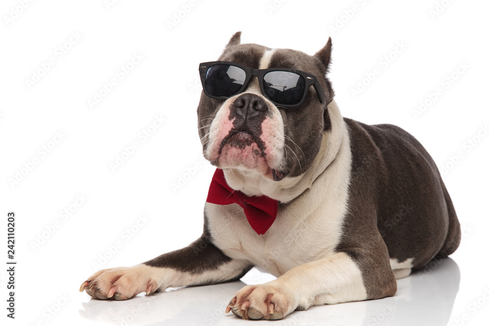 adorable american bully wearing sunglasses and bowtie lies