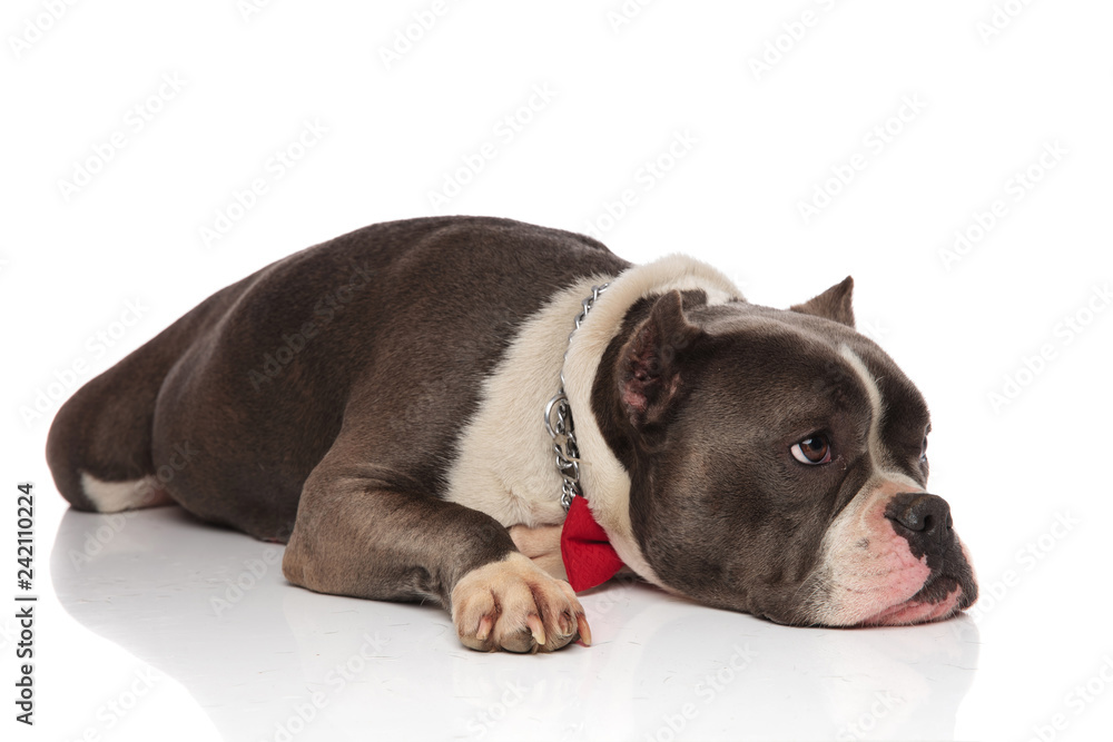 cute american bully wearing bowtie lies and looks to side