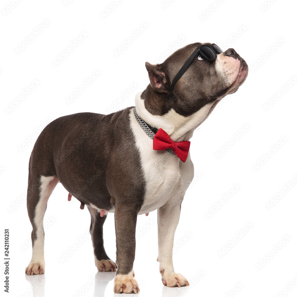 gentleman american bully wearing sunglasses looks up to side
