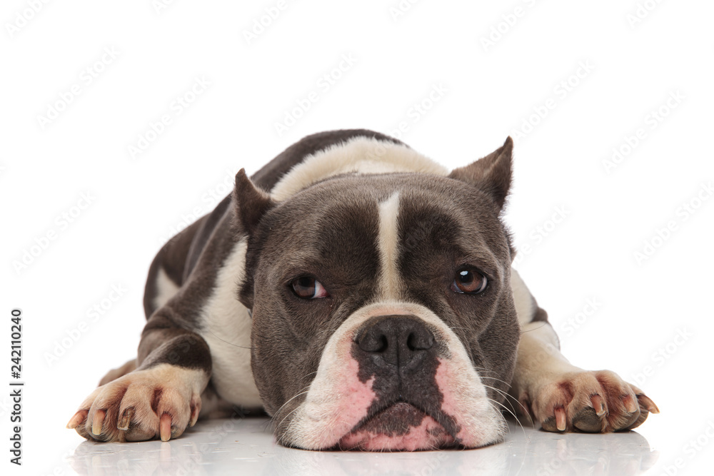 lovely american bully lying looks to side
