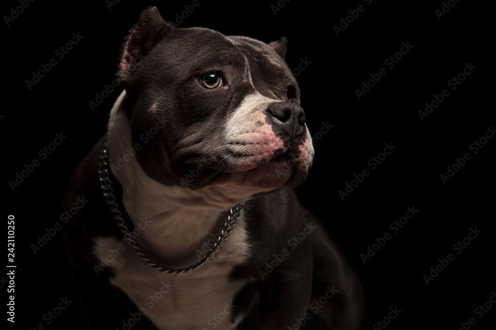 adorable american bully wearing collar looks to side