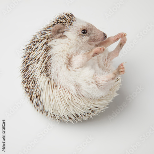 Fototapet adorable african dwarf hedgehog playing with paw