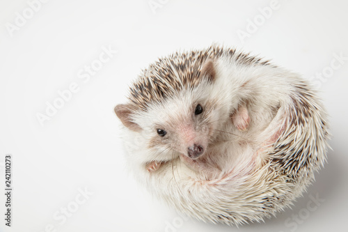 adorable african dwarf hedgehog resting on back
