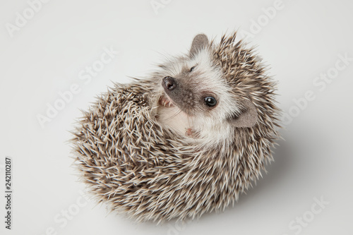 adorable dwarf african hedghog lying on its spikes